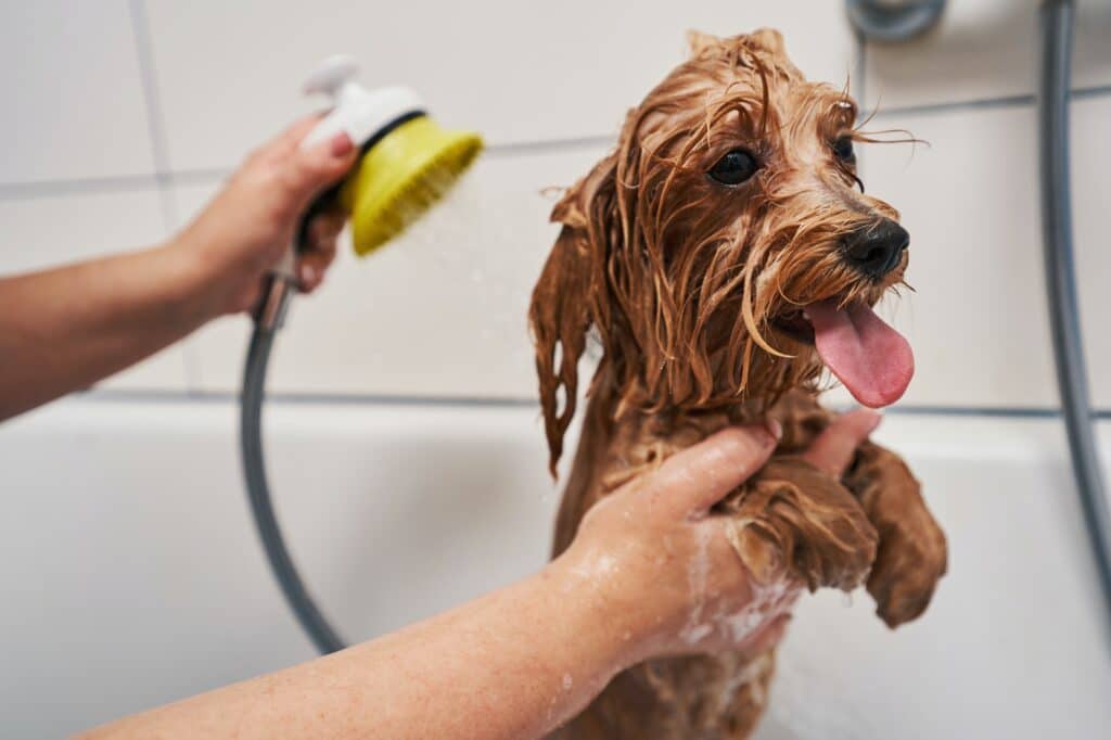 Къпане куче
