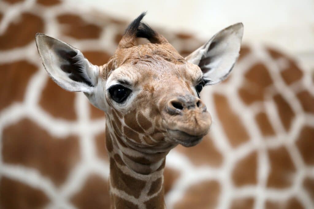 Бебе жираф