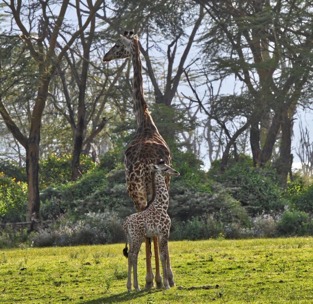 Бебе жираф майка