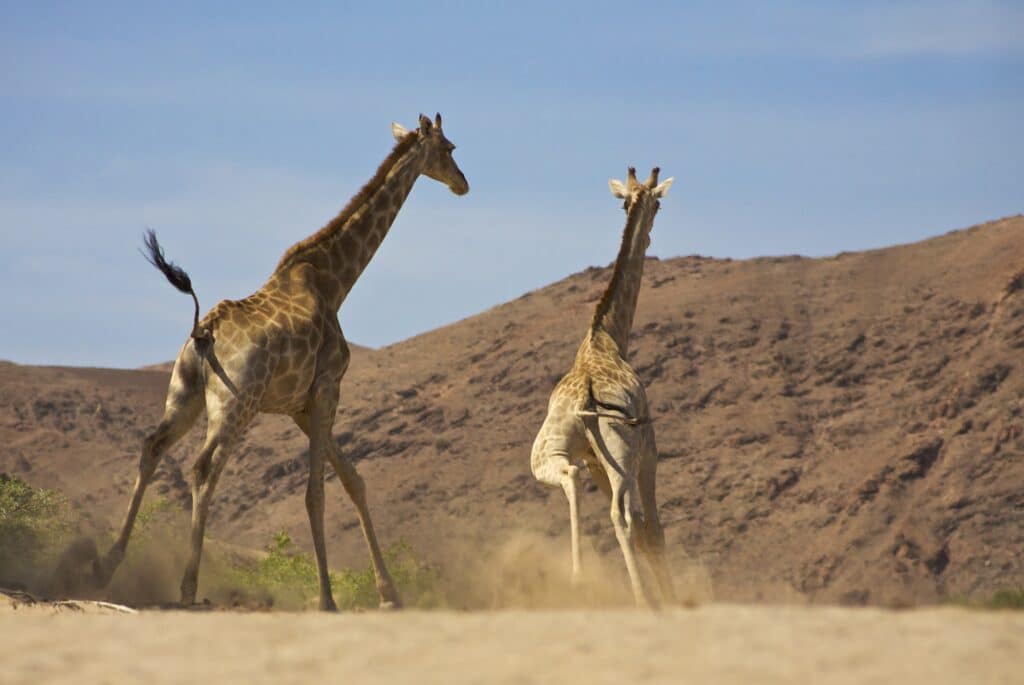 Жирафи тичащи 