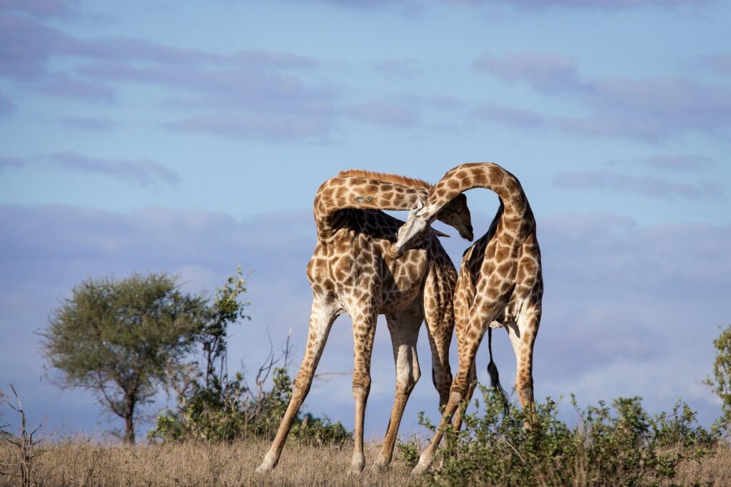 Мъжки жирафи