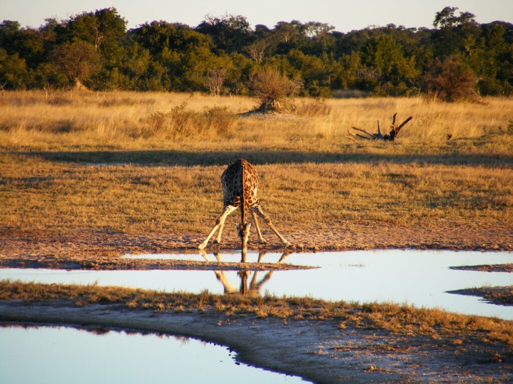 Жирафи вода