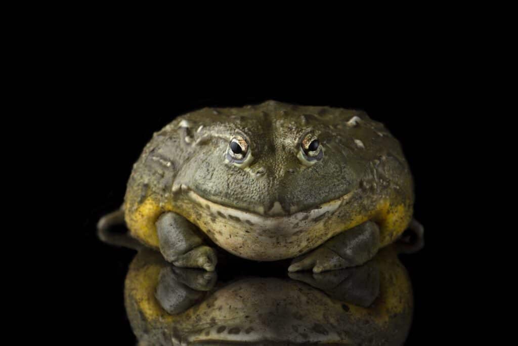 гигантска жаба